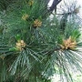Pušis balkaninė (Pinus peuce)